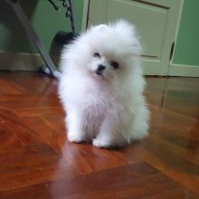 Joyful Pomeranian Puppies male and female puppies for adoption