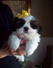 Joyful Shih Tzu Puppies male and female puppies for adoption