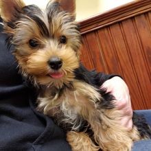 Joyful Yorkie Puppies male and female puppies for adoption