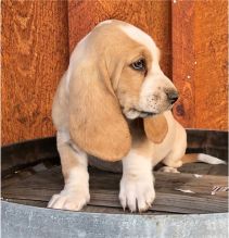 Wonderful Basset Hound Puppies Male and Female for adoption
