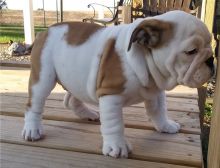 Wonderful English Bulldog Puppies Male and Female for adoption
