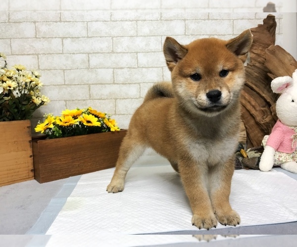 View Image 1 for Shiba Inu Puppies For Adoption Toronto