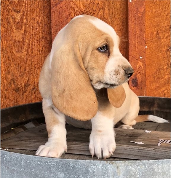 Wonderful Basset Hound Puppies Male and Female for adoption Image eClassifieds4u