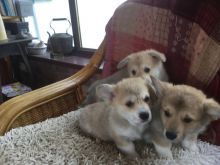 Pembroke Welsh Corgi Puppies For Adoption Image eClassifieds4u 1