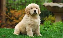 Adorable male and a female Golden Retriever puppies available.