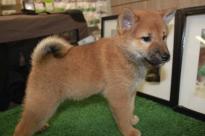 Amazing male and female Shiba Inu puppies