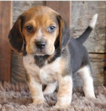 Cute and lovely male and female Beagle puppies