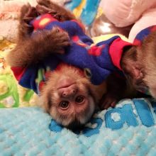 get perfect childlike pet white faced capuchin monkey for xmas text (567) 333-7079