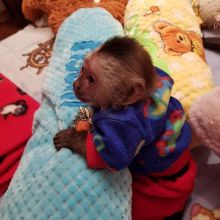 I have two cute Capuchin monkeys