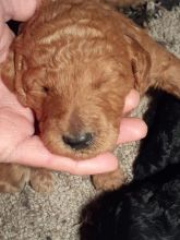 Purebreed standard poodle puppies