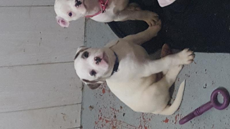 American bulldog pups for sale Image eClassifieds4u