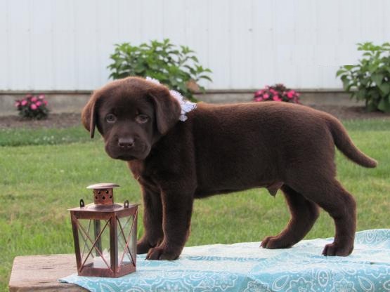 Chocolate Labrador Retriever Puppies Looking For New Homes Image eClassifieds4u