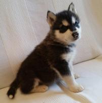 Amazing Alaskan Malamute puppies Image eClassifieds4U