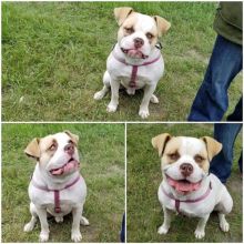 American bulldog pups for sale Image eClassifieds4u 1