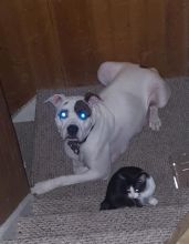 American bulldog pups for sale Image eClassifieds4u 2