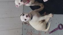 American bulldog pups for sale Image eClassifieds4u 3