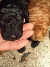Purebreed standard poodle puppies Image eClassifieds4u 4