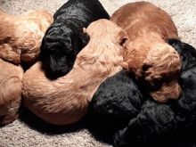 Purebreed standard poodle puppies Image eClassifieds4u 3