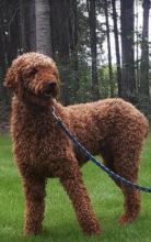 Purebreed standard poodle puppies Image eClassifieds4u 2