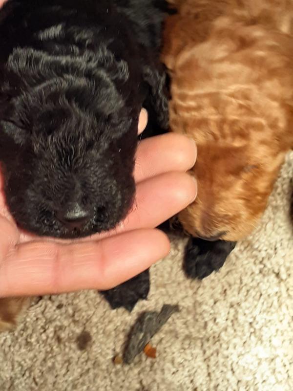 Purebreed standard poodle puppies Image eClassifieds4u