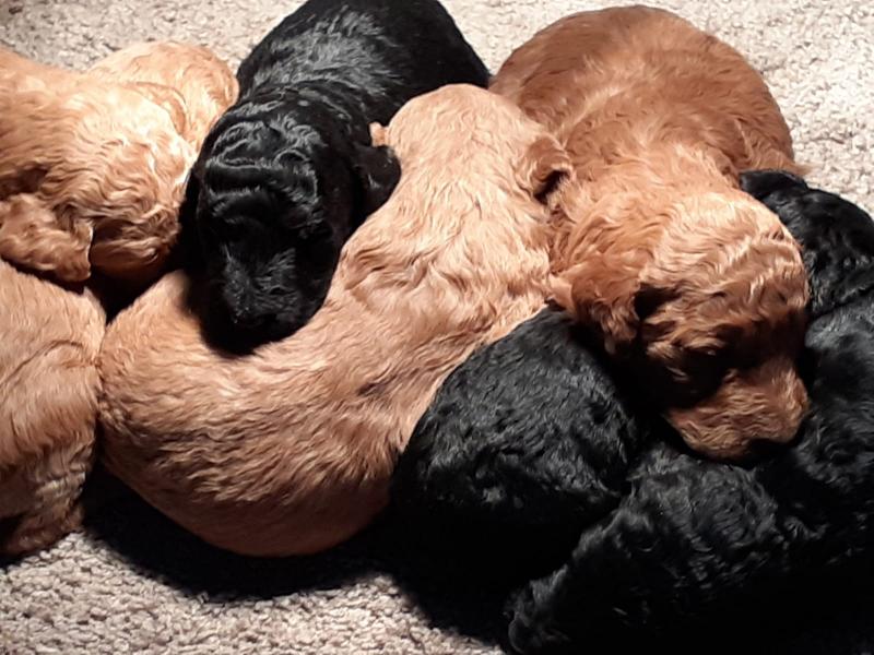 Purebreed standard poodle puppies Image eClassifieds4u