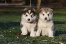 Alaskan Malamute Puppies for adoption. Call or text @(431) 803-0444