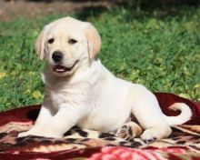 Labrador Retriever Pups for adoption.Call or text @(431) 803-0444