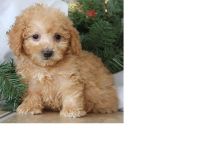 Pure bred Toy Poodle Puppies. Call or text @(431) 803-0444