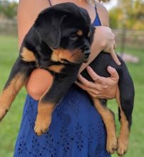 Beautiful Rottweiler puppies