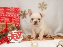 Check out these cute French Bulldog puppies