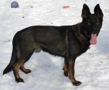 CKC REGISTERED GERMAN SHEPHERD MALE