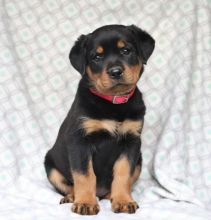 Gorgeous Rottweiler puppies Available .