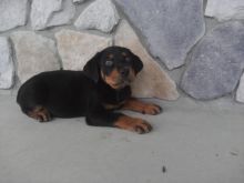 Male and female Rottweiler puppies for pet lovers.