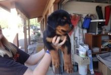 Reg Rottweiler puppies with papers for adoption