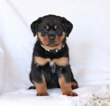 sharp-looking cool Rottweiler puppies Available Now.