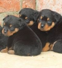 Two Adorable Rottweiler for Adoption