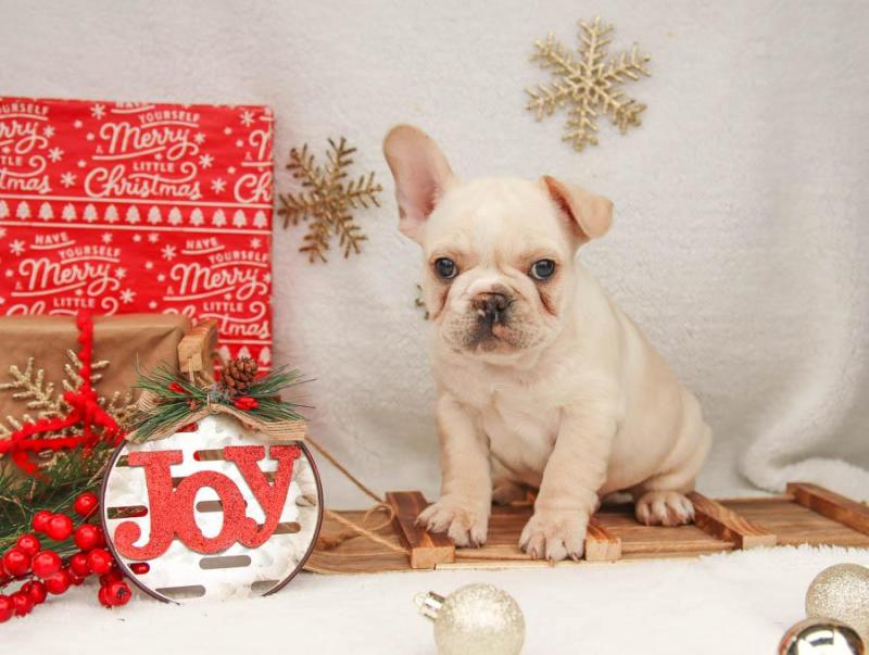 Check out these cute French Bulldog puppies Image eClassifieds4u