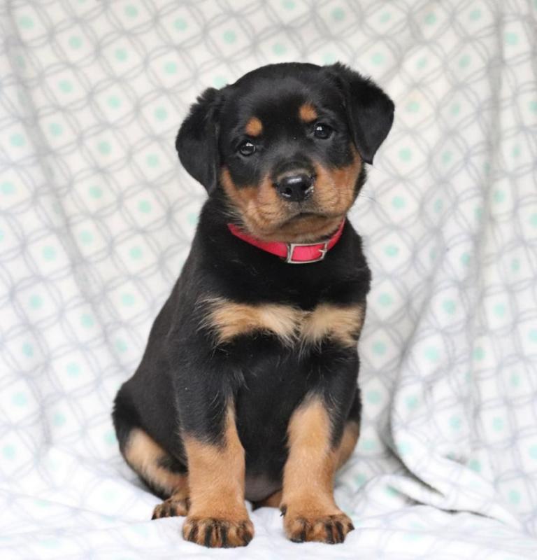 Gorgeous Rottweiler puppies Available . Image eClassifieds4u
