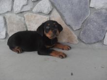Male and female Rottweiler puppies for pet lovers. Image eClassifieds4U