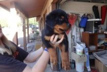 Reg Rottweiler puppies with papers for adoption Image eClassifieds4U