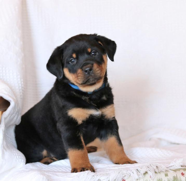 sharp-looking cool Rottweiler puppies Available Now. Image eClassifieds4u