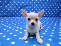 Cute and adorable male and female Chihuahua puppies. Image eClassifieds4u
