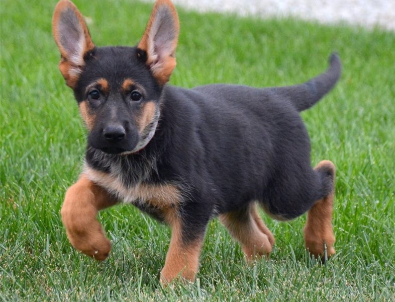 Cute and Adorable male and female German Shepherd puppies. Image eClassifieds4u