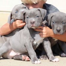 Blue nose American Pitbull terrier pups Available Image eClassifieds4U