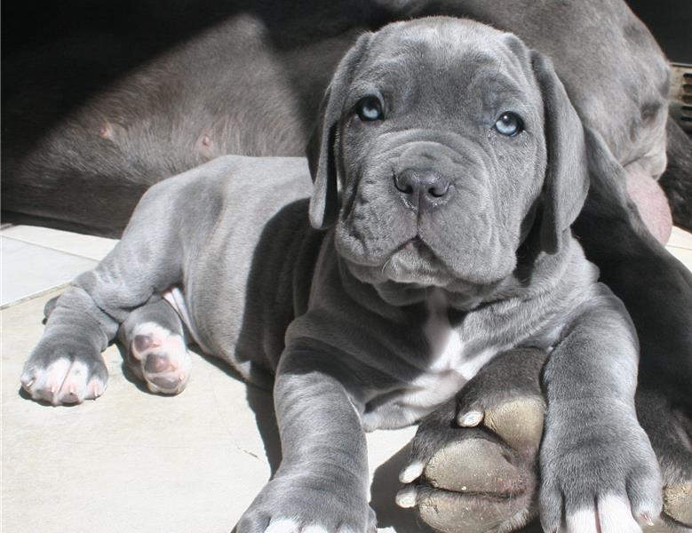 Blue Neapolitan Mastiff puppies Available Image eClassifieds4u