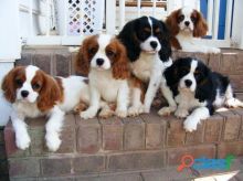 Gorgeous Cavalier King Charles Spaniel puppies available.