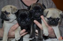 Cute Pug puppies Available ,