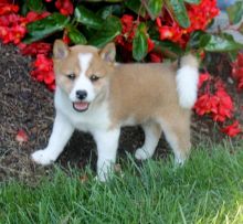 Male and Female Shiba Inu Puppies