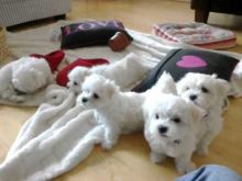 Two Top Class Maltese Puppies Available