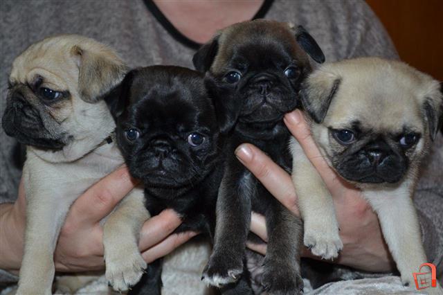 Cute Pug puppies Available Image eClassifieds4u